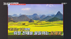 ★인생샷 핫플★ 세계에서 가장 큰 유채꽃밭 '뤄핑'